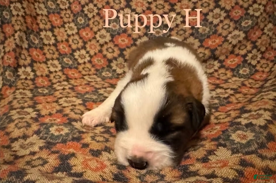 Saint Bernard dogs Saint Bernard Puppy 6 - Ad 2