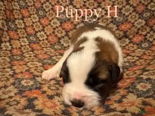 Saint Bernard dogs Saint Bernard Puppy 6 - Ad 21