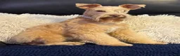 Miniature Schnauzer dogs for sale: Little Doll - Ad 4