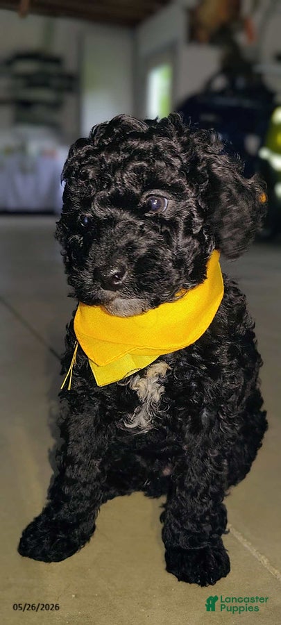 Miniature Poodle dogs Tinker - Ad 1