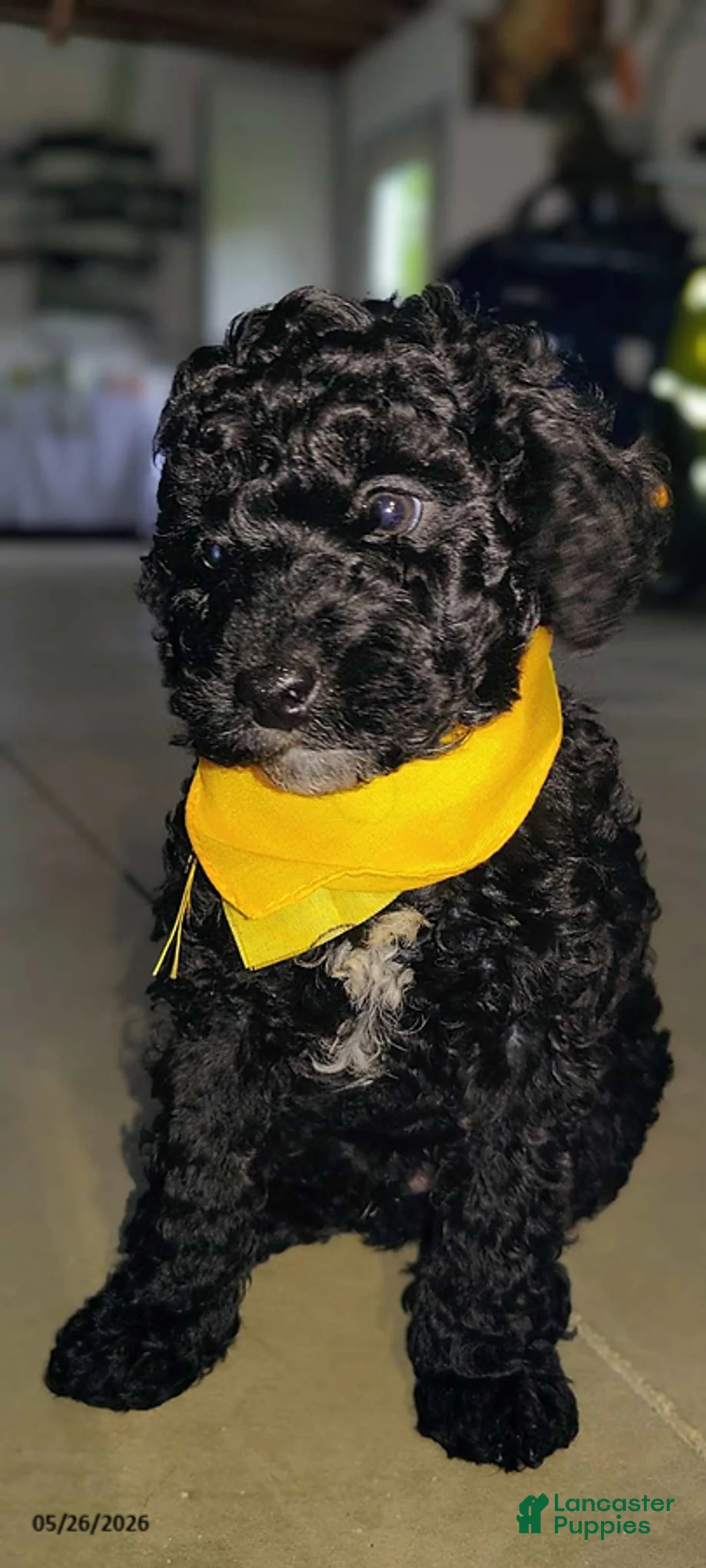 Miniature Poodle dogs for sale: Tinker - Ad 1