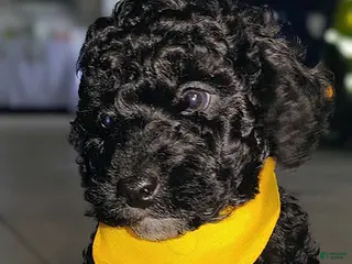Miniature Poodle dogs for sale: Tinker - Ad 2
