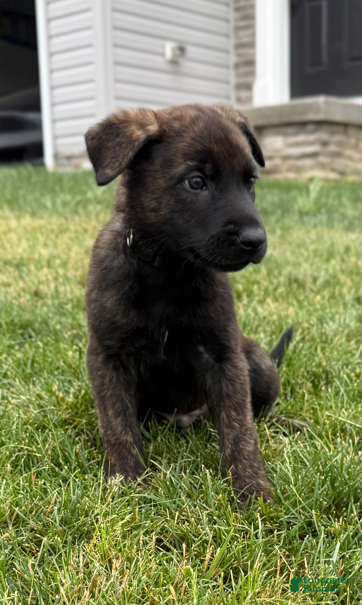 Mixed Breed dogs for sale: Jakai - Ad 1