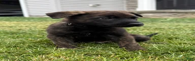 Jakai