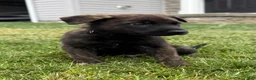 Mixed Breed dogs for sale: Jakai - Ad 1