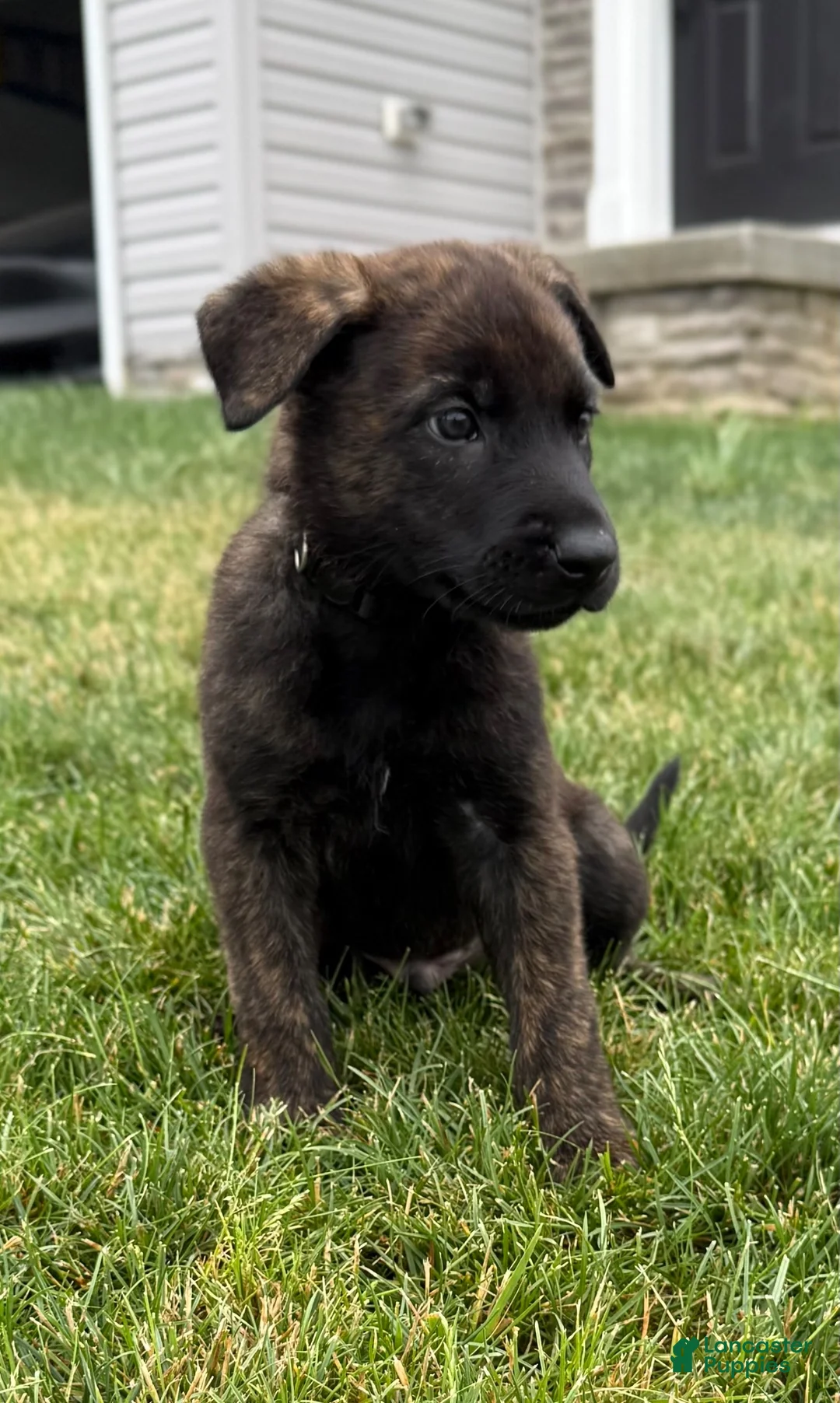 Mixed Breed dogs for sale: Jakai - Ad 1