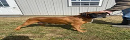 Boxer dogs for sale: Bethany - Ad 4