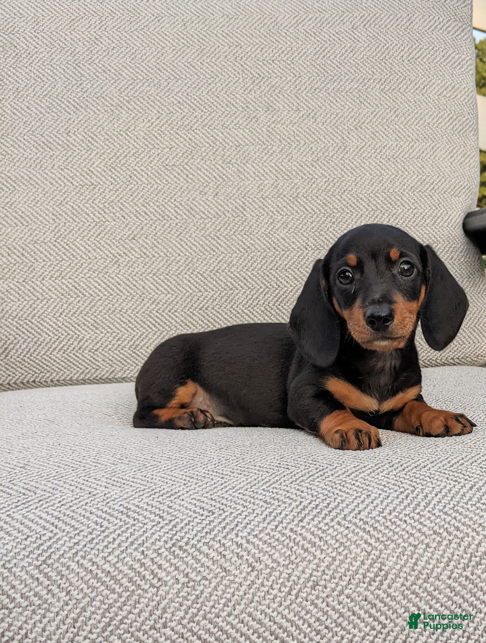 Miniature Dachshund dogs Freddie  - Ad 1