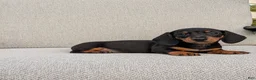 Miniature Dachshund dogs for sale: Freddie  - Ad 1