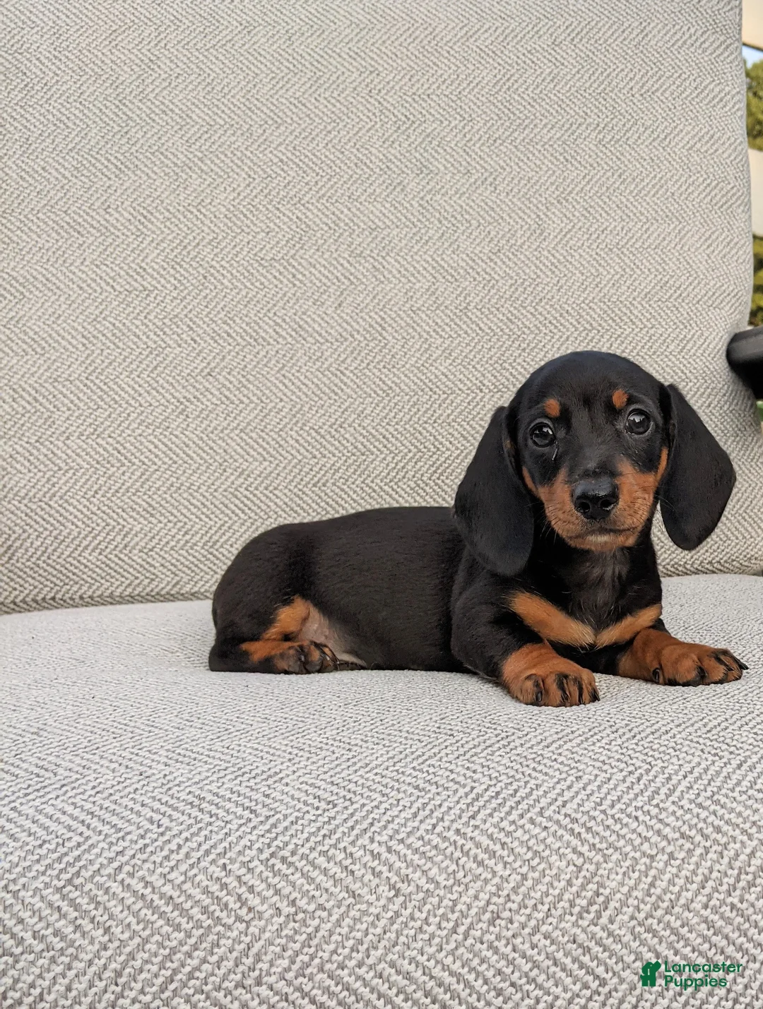 Miniature Dachshund dogs for sale: Freddie  - Ad 1