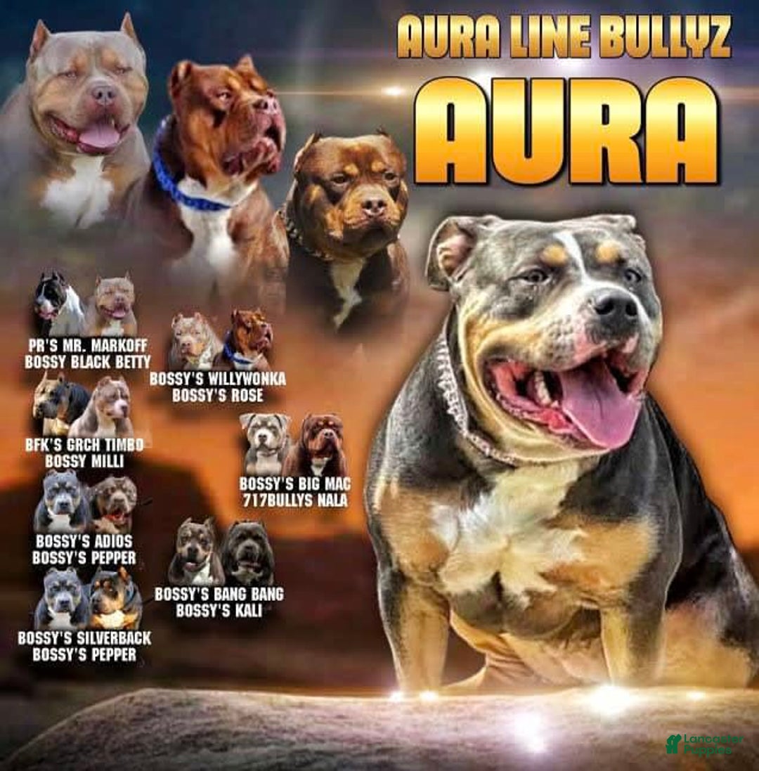 American Bully dogs for stud: Bru - Ad 9