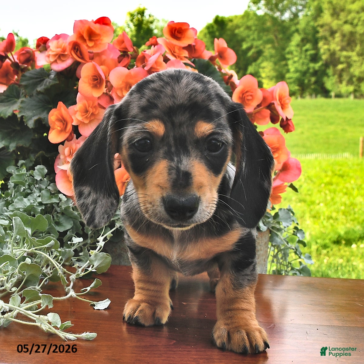 Miniature Dachshund dogs Dahlia - Ad 2