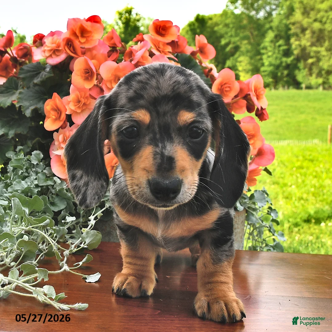 Miniature Dachshund dogs for sale: Dahlia - Ad 2