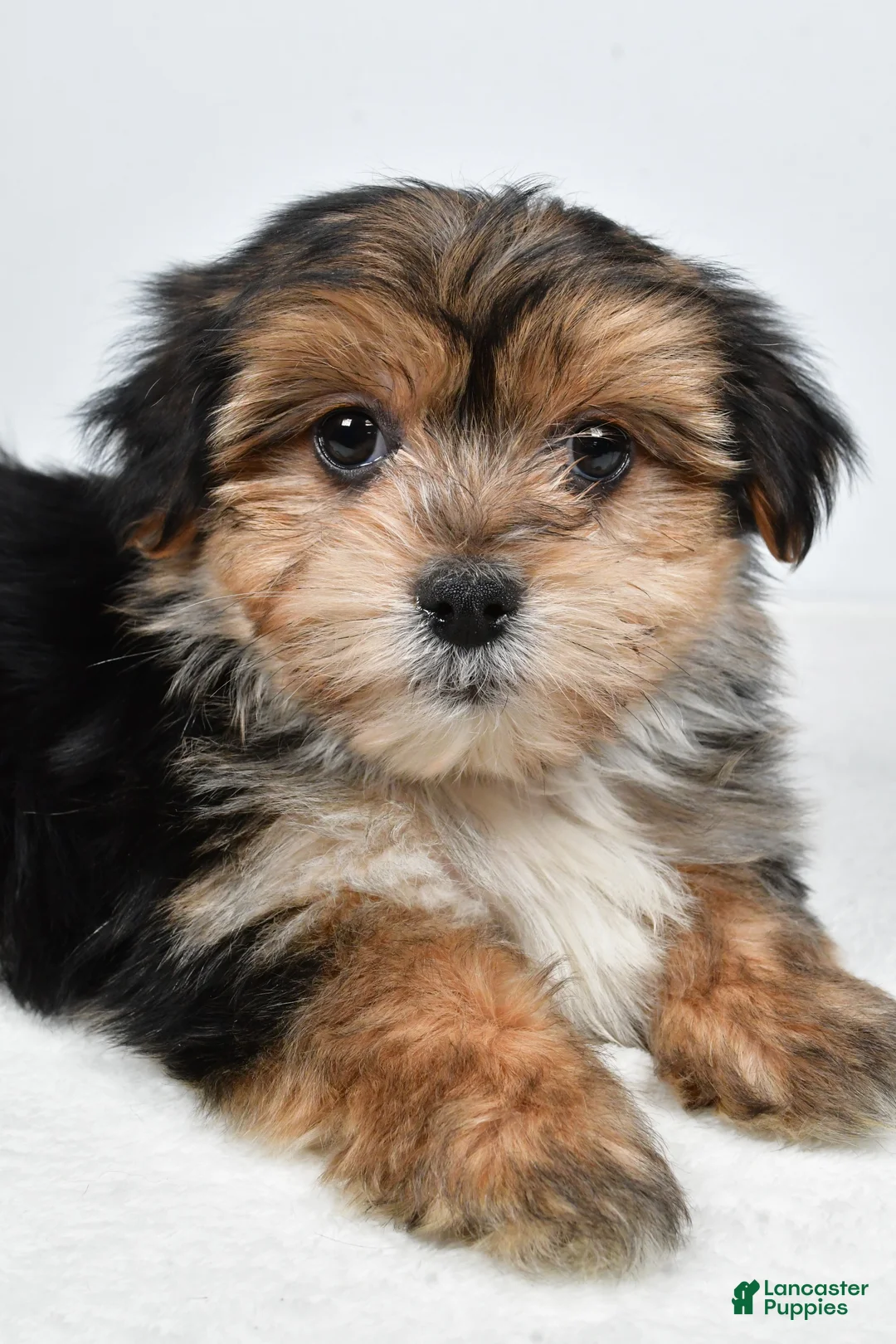 Morkie dogs for sale: Ronnie - Ad 3