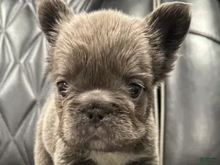 French Bulldog dogs for sale: FLUFFY BIG ROPE TOP GUN - Ad 1