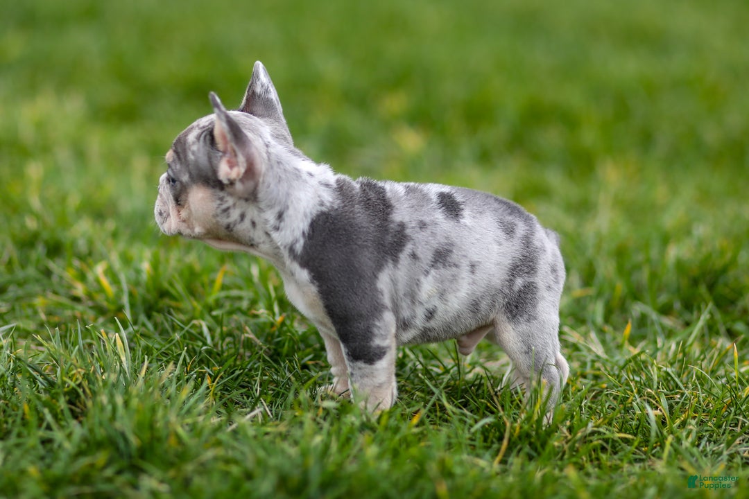 French Bulldog dogs for sale: Fern - Ad 12
