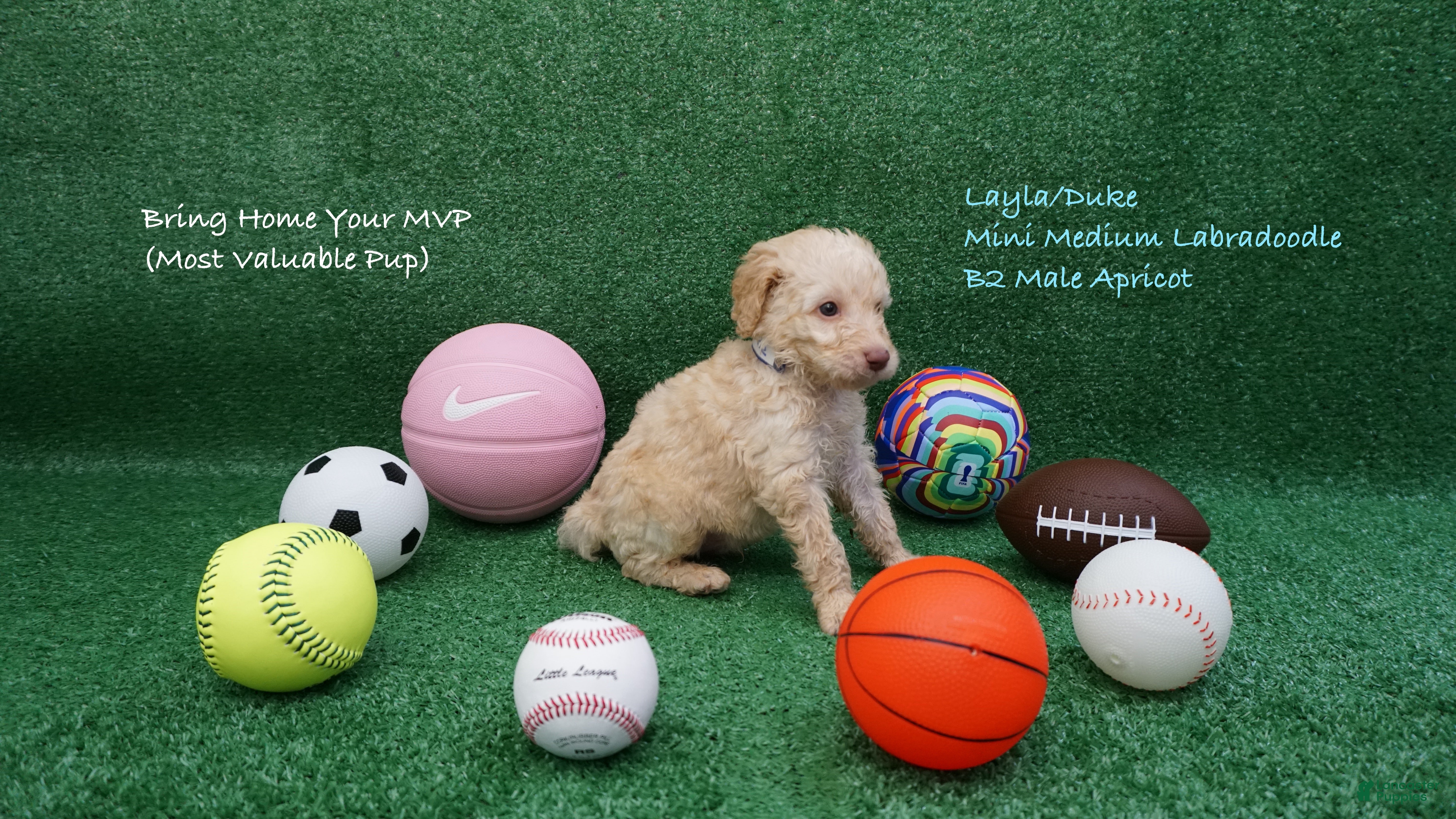 Miniature Labradoodle dogs LD B2 - Ad 20