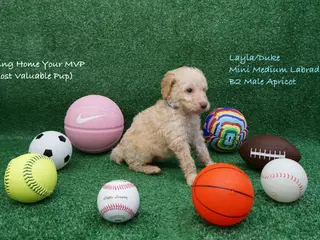 Miniature Labradoodle dogs LD B2 - Ad 20