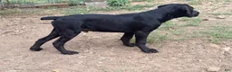 Cane Corso dogs for sale: **Age Reduction** Crowley AKC  - Ad 3