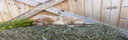 Labrador Retriever dogs for sale: Ruby - Ad 12
