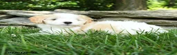 Maltipoo dogs for sale: Sky - Ad 3