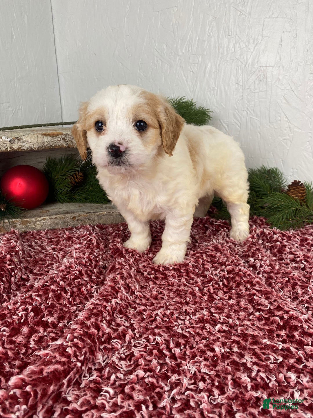 Cockapoo dogs for sale: Ace - Ad 1
