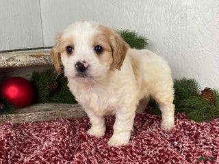 Cockapoo dogs Ace - Ad 12