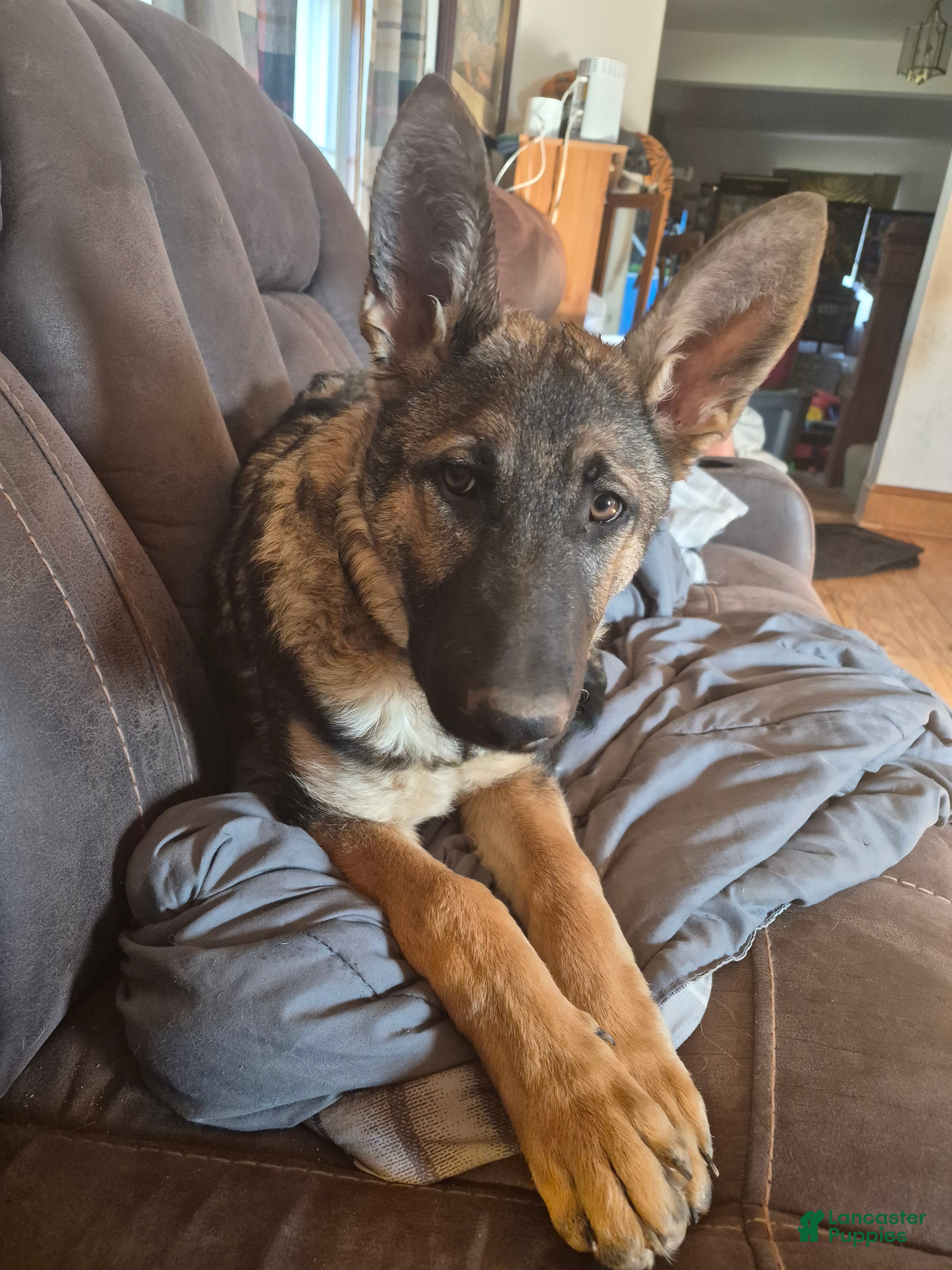 German Shepherd dogs German Shepherd Puppy 1 - Ad 2