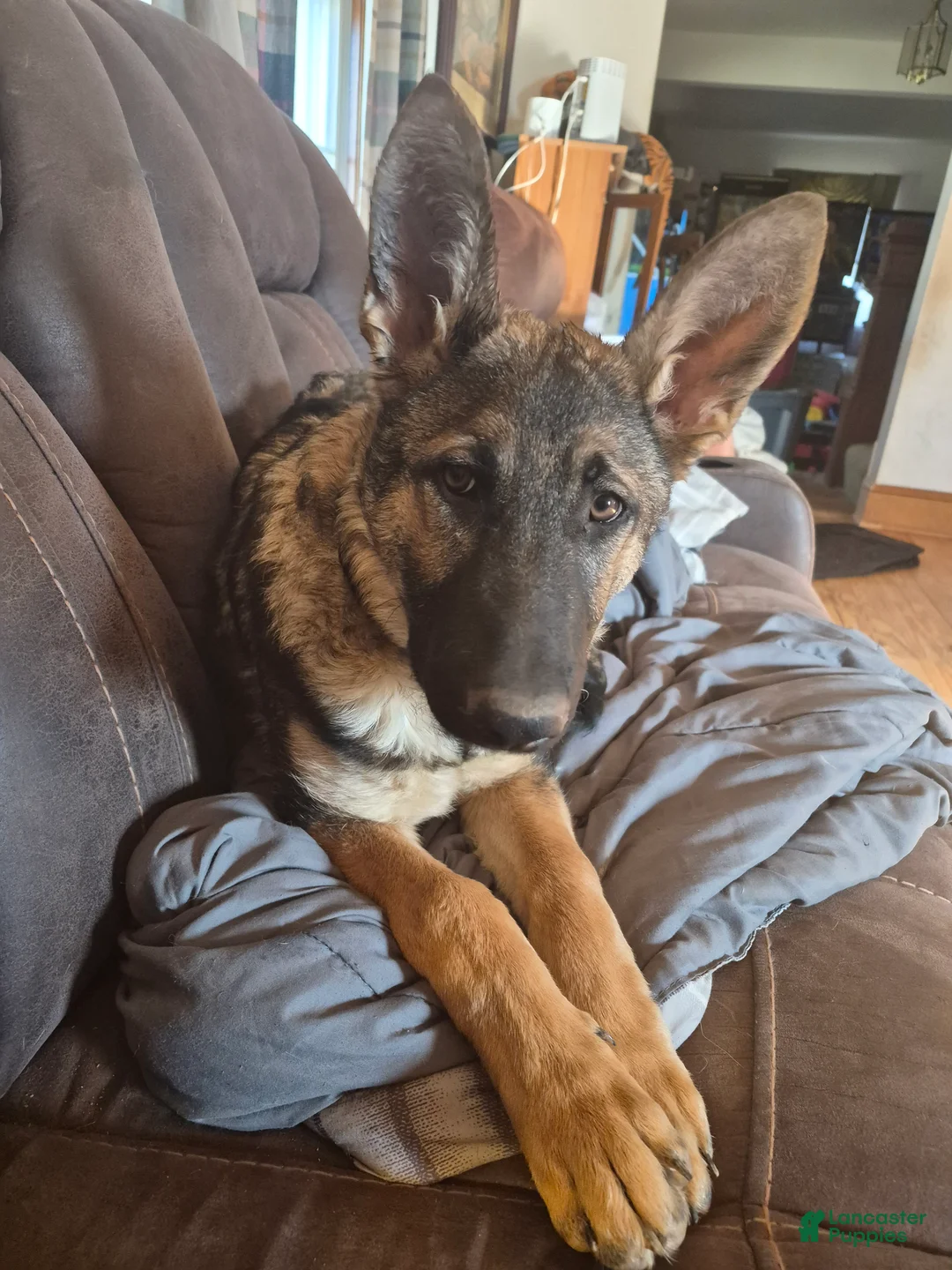 German Shepherd dogs for sale: German Shepherd Puppy 1 - Ad 1