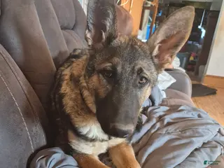 German Shepherd dogs German Shepherd Puppy 1 - Ad 2