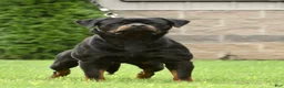Rottweiler dogs for sale: Inter - Ad 3