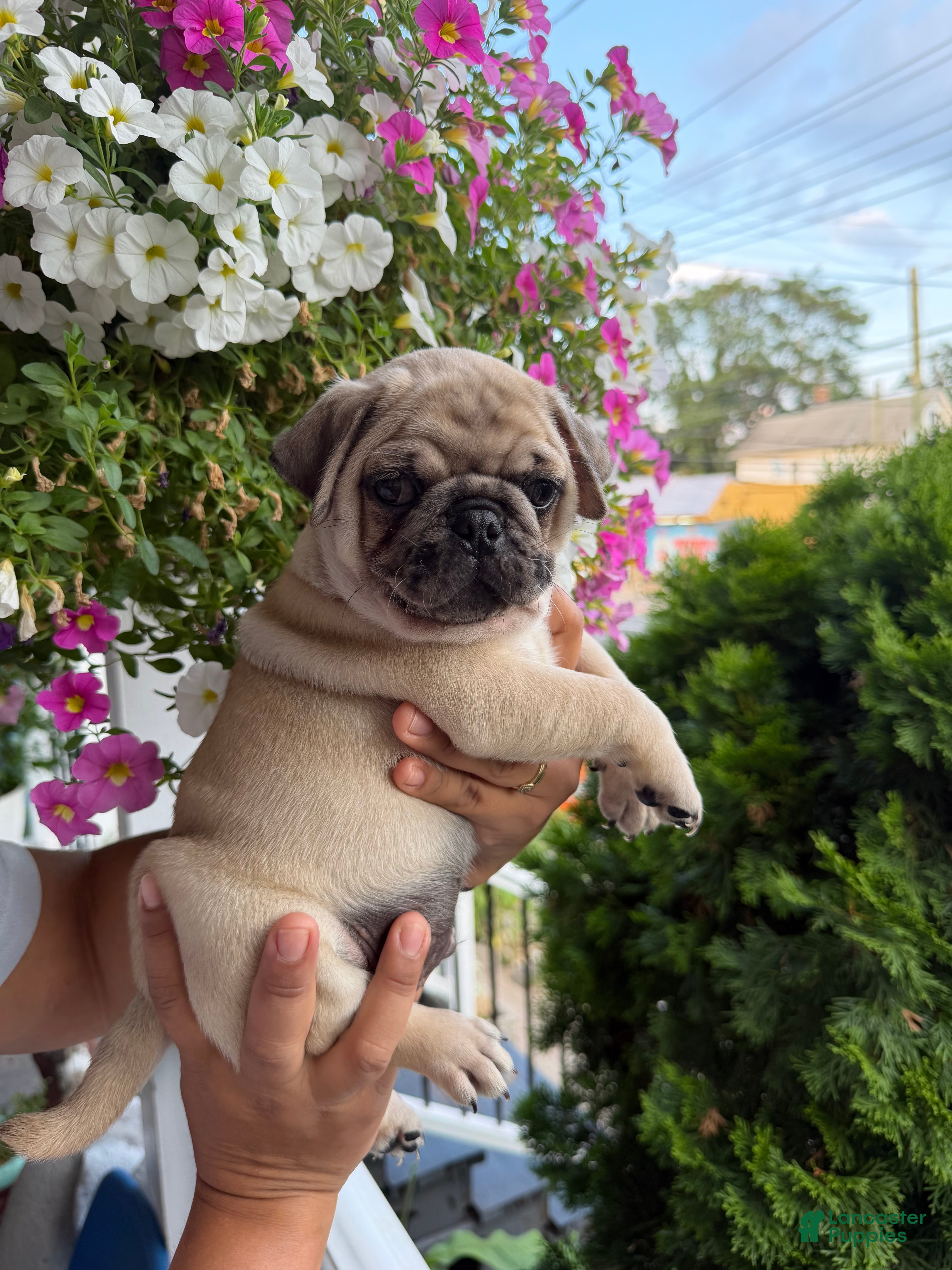 Pug dogs Pug Puppy 1 Canelo  - Ad 1
