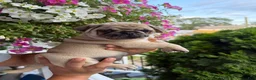 Pug dogs for sale: Pug Puppy 1 Canelo  - Ad 1