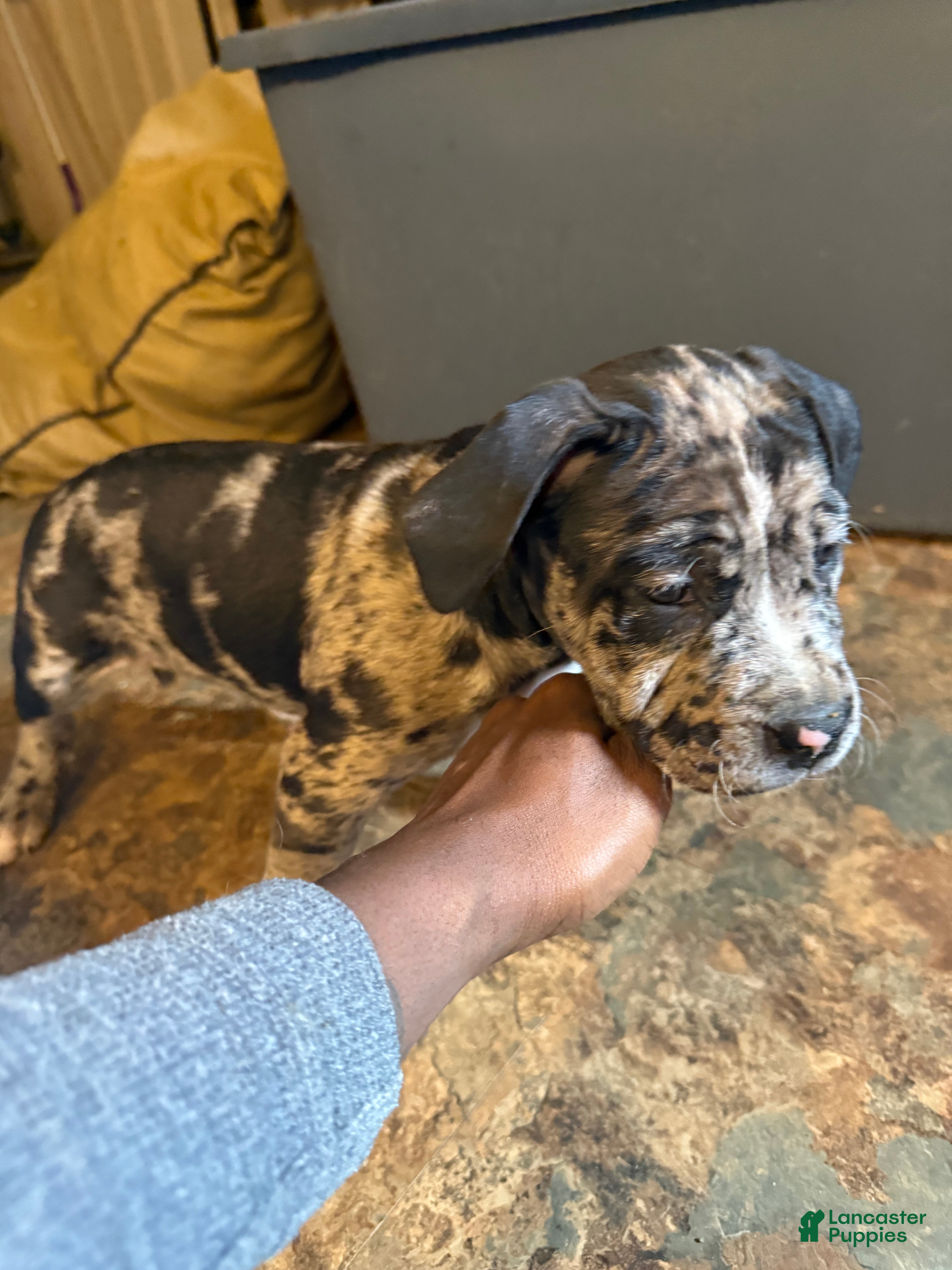 Mixed Breed dogs Mina - Ad 2