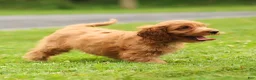 Cavapoo dogs for sale: Jasper Cavapoo  - Ad 10