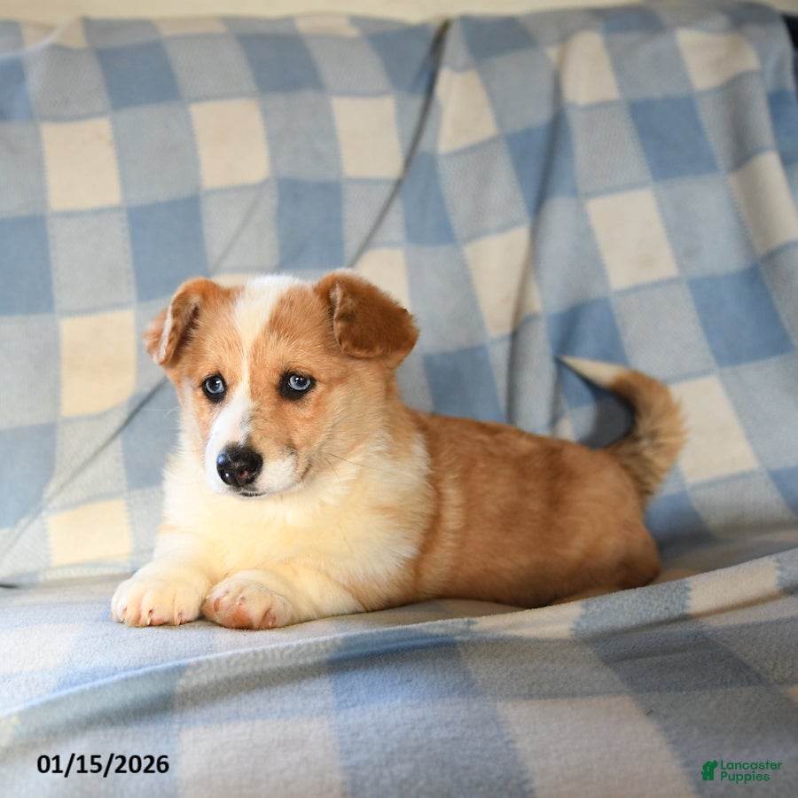 Welsh Corgi Pembroke dogs Mia  - Ad 37