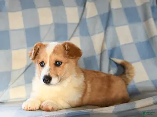 Welsh Corgi Pembroke dogs Mia - Ad 3