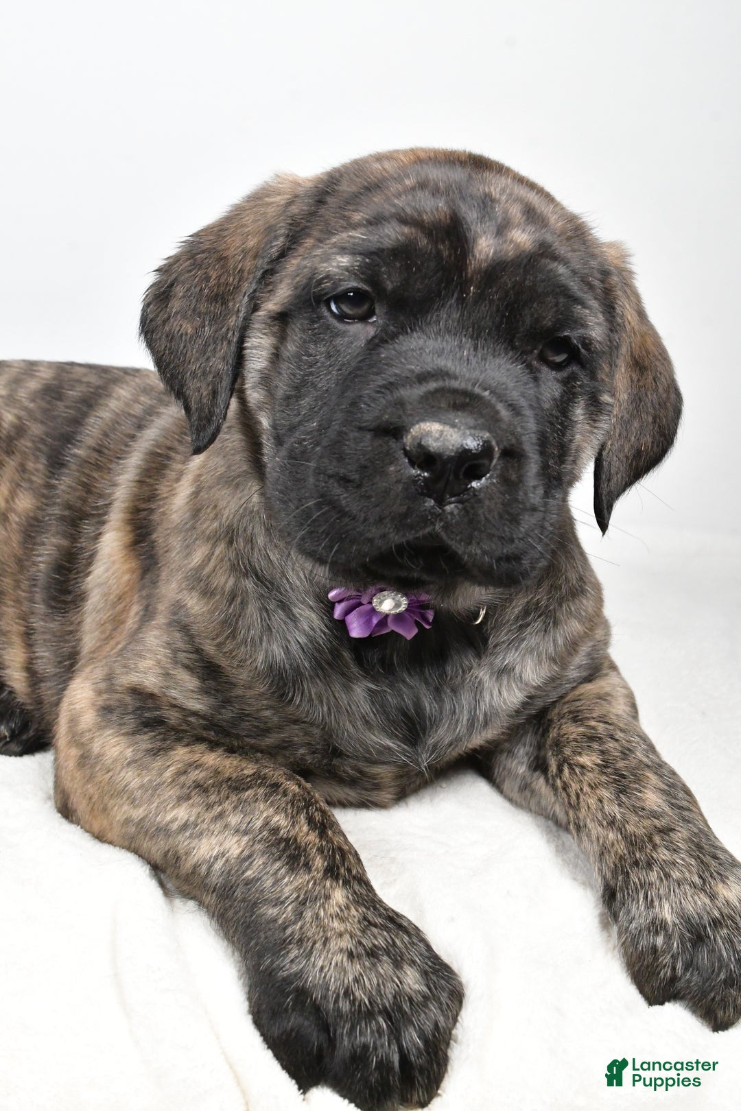 English Mastiff dogs for sale: Sweetie - Ad 5