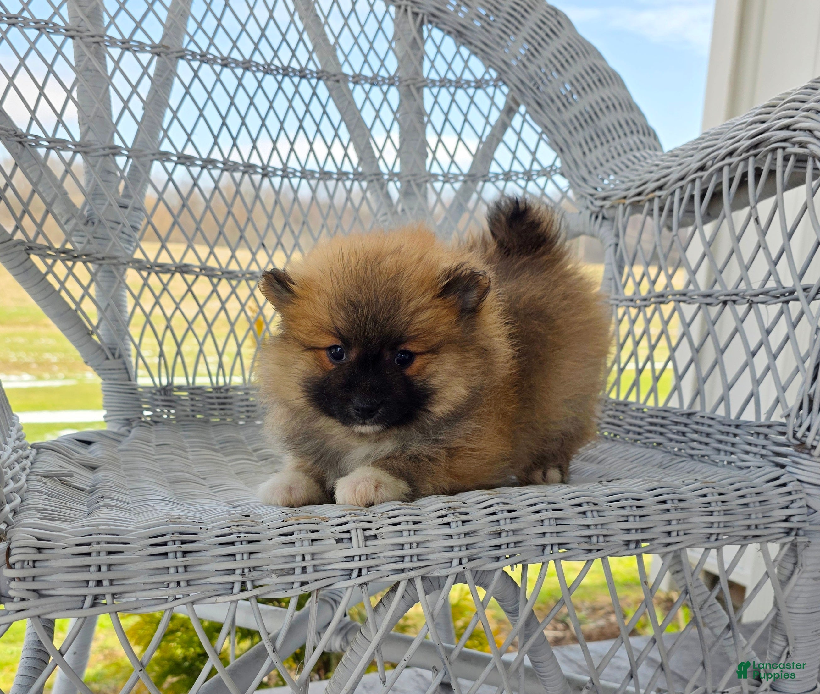 Pomeranian dogs Cleeto - Ad 1