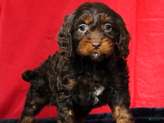 Cavapoo dogs - Ad 25
