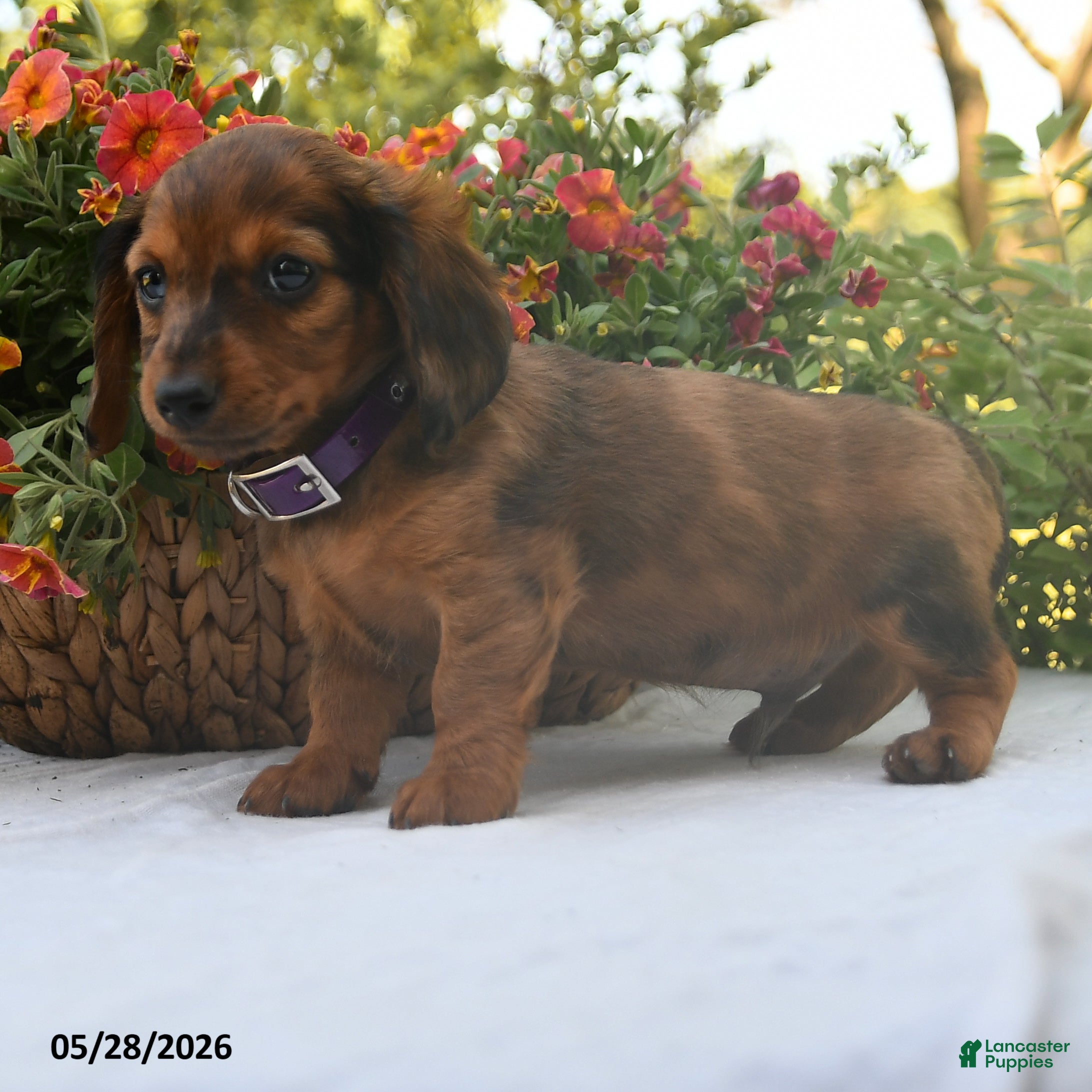 Dachshund dogs Oliver - Ad 2