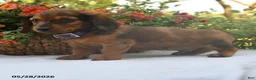 Dachshund dogs for sale: Oliver - Ad 2