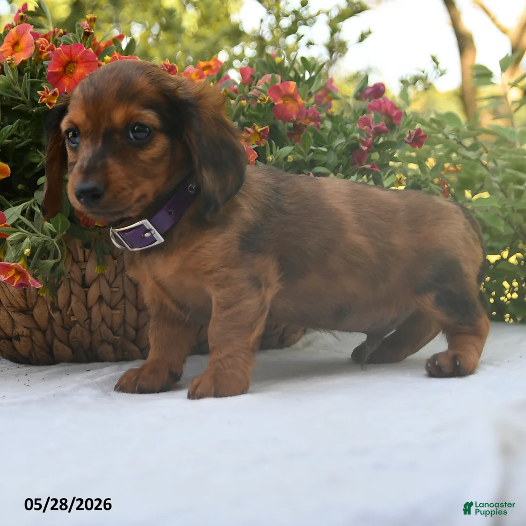 Dachshund dogs for sale: Oliver - Ad 2
