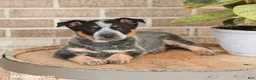 Australian Cattle Dog dogs for sale: Murphy - Ad 3