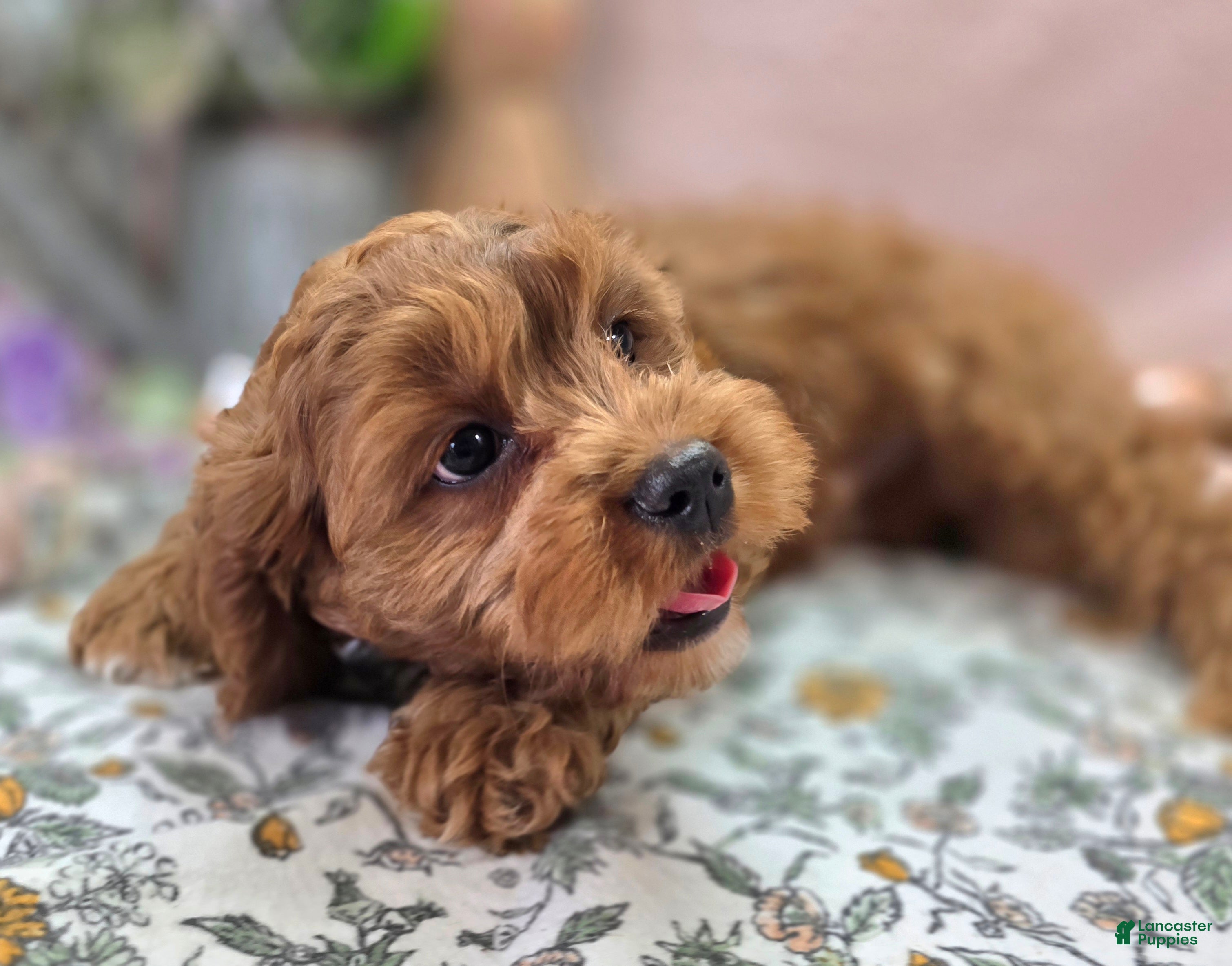 Cavapoo dogs Denali - Ad 30