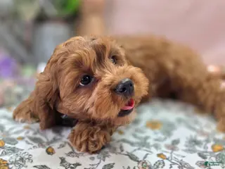 Cavapoo dogs Denali - Ad 30