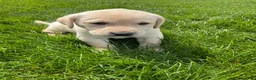 Labrador Retriever dogs for sale: Brody - Ad 3