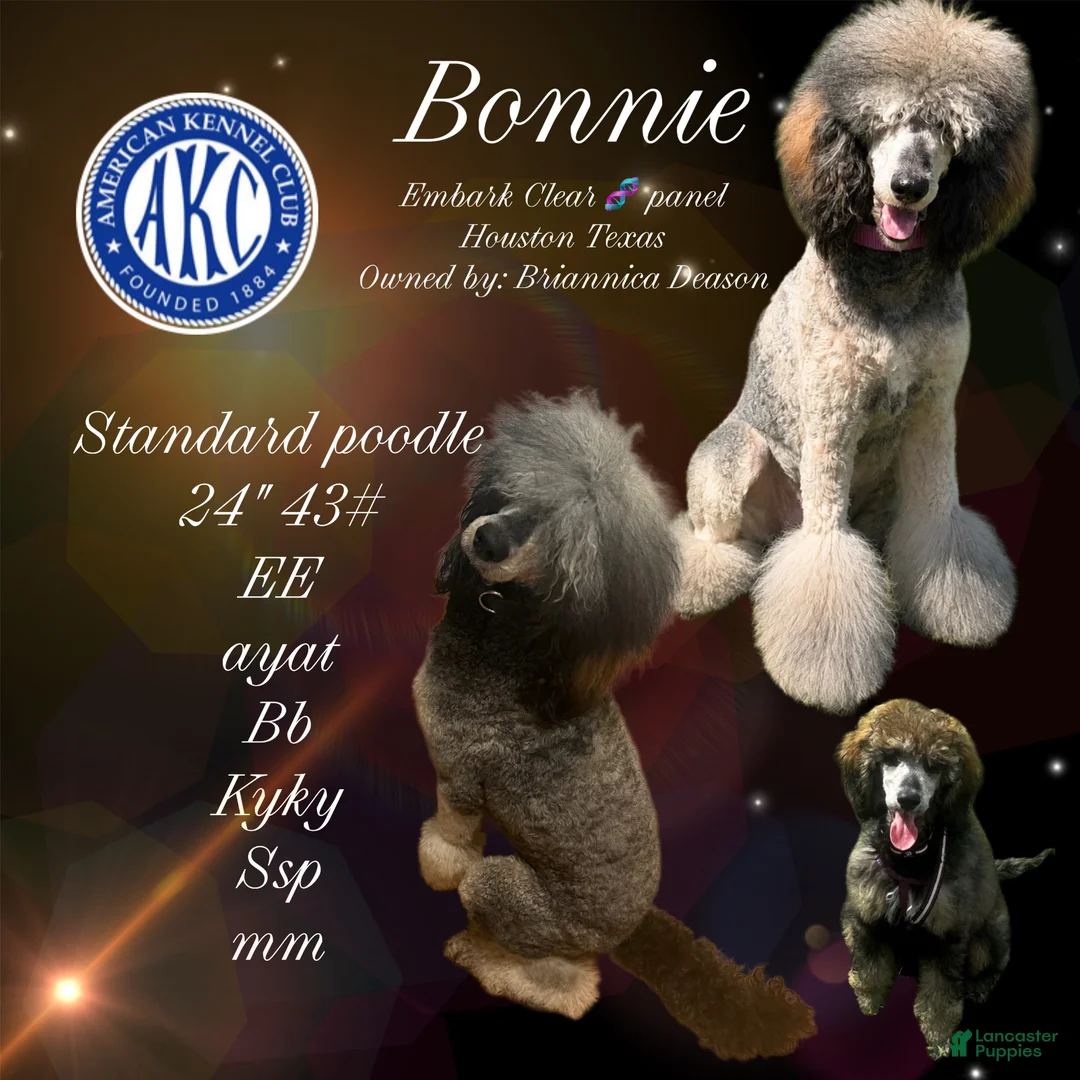 Standard Poodle dogs for sale: Standard Poodle 6 - Ad 2