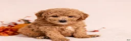 Miniature Poodle dogs for sale: Oscar - Ad 3