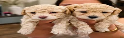 Bichpoo dogs for sale: Bichpoo 1 - Ad 6